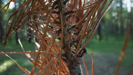 macro of dry pine branch with crisp needles and ants in a shaded forest, natural woodland ambiance