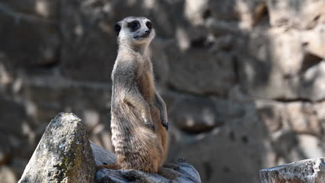 un suricato está parado sobre una roca en un recinto, zoológico