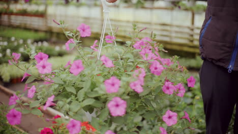 gardener holding young purple flower seedling