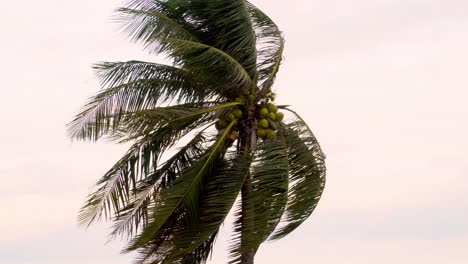 a coconut tree blowing in the wind with a sky background