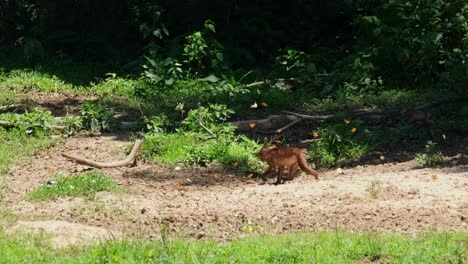 Butterflies-flying-over-dried-mud-as-they-feed-also-on-minerals-and-the-Macaques-move-from-the-right-to-the-left