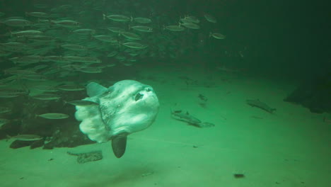 several different fish swimming together