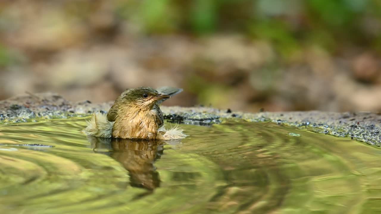 bulbul de orejas rayadas, pycnonotus conradi