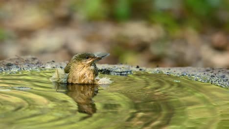 Bulbul-De-Orejas-Rayadas,-Pycnonotus-Conradi