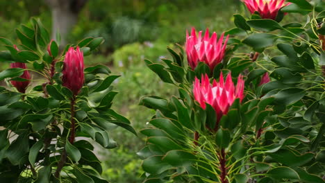 las majestuosas cabezas de flores rosadas del arbusto del rey protea se balancean en el viento, telefoto