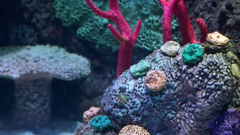 aquarium coral reef scene