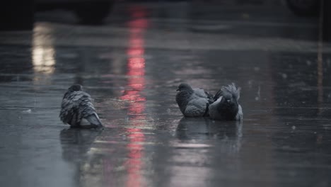 pigeons cleaning feathers in the puddle