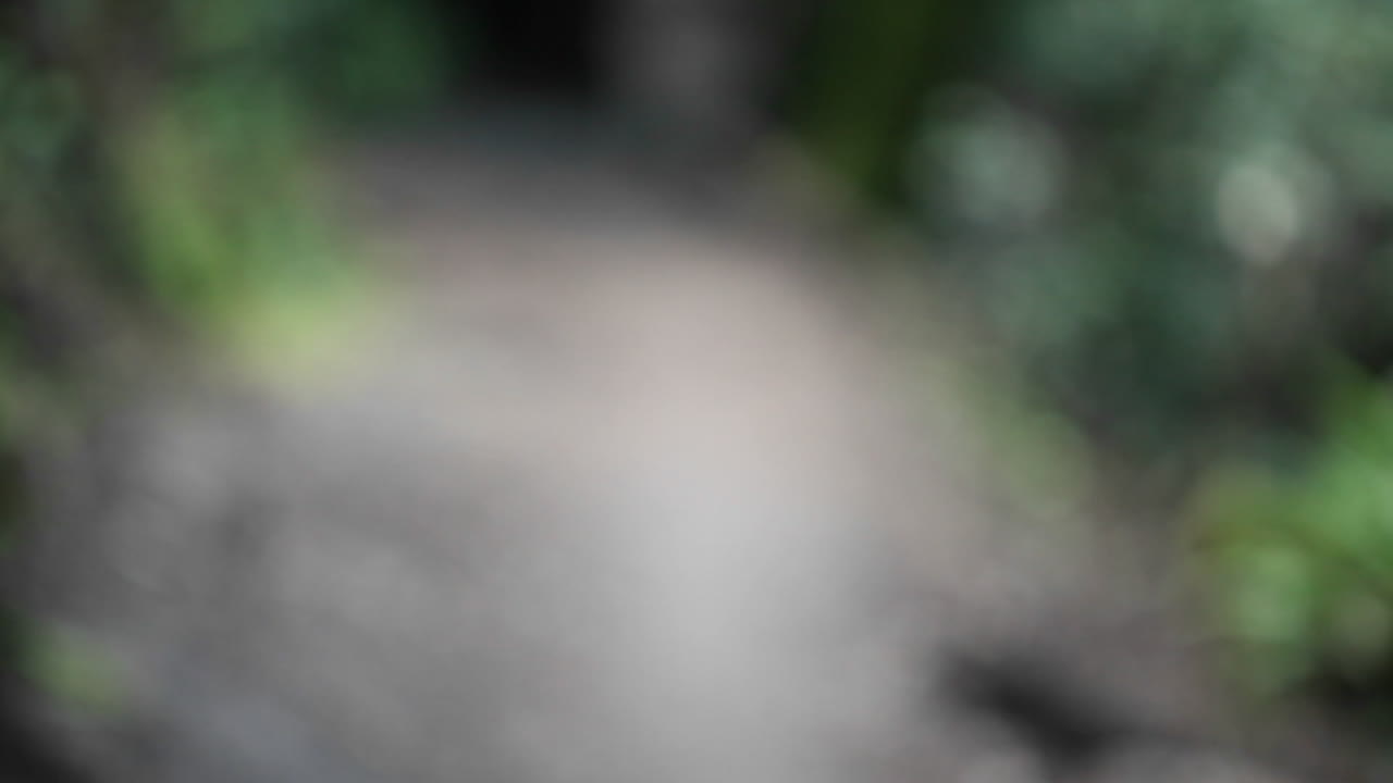 숲이 우거진 지역의 길에서 여자 조깅