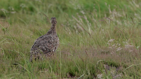 black grouse female standing among heather then walking out of frame