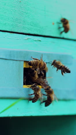 Bees flying in and out beehive, close up. Bees fly to beehive, close up view of the working bees. Vertical video