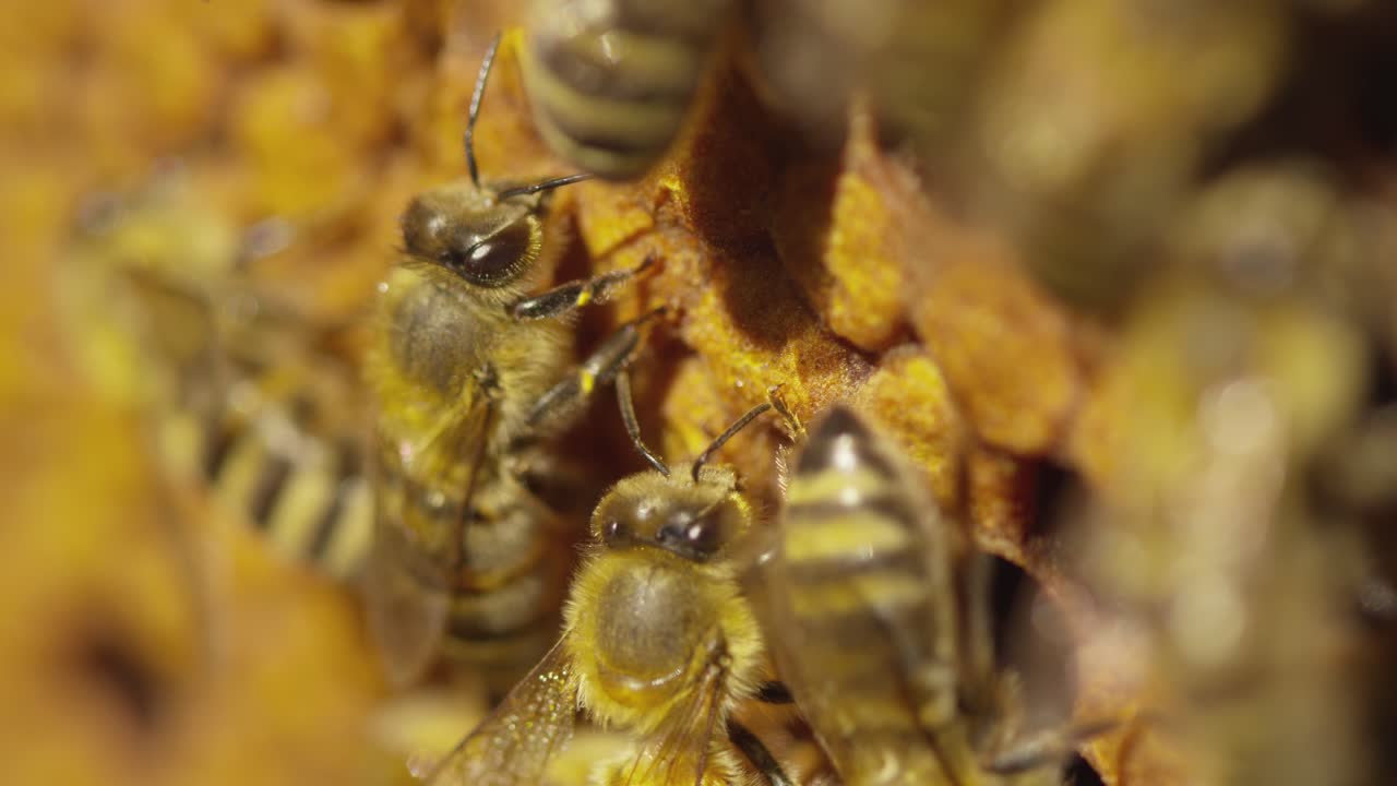 explorando la intrincada vida de las abejas melíferas en su colmena durante las horas de luz del día