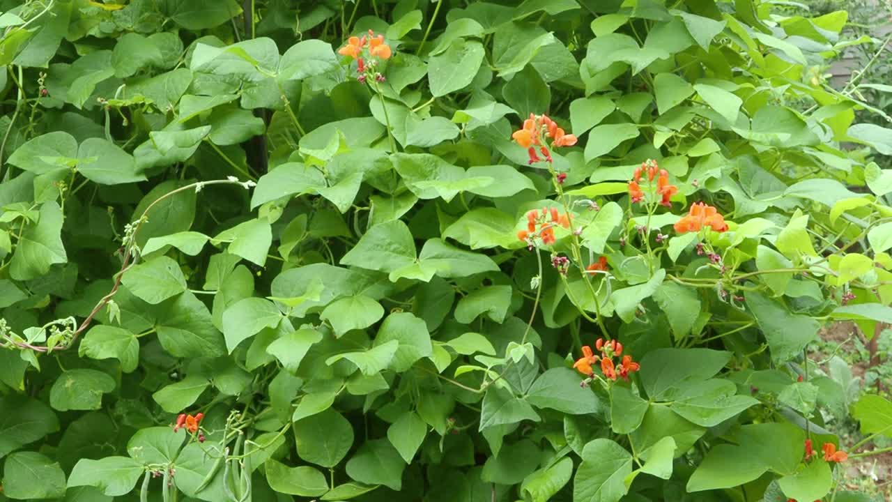Runner Beans produces scarlet flowers in full growth in late summer