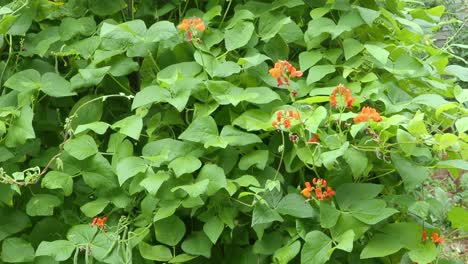 runner beans produces scarlet flowers in full growth in late summer