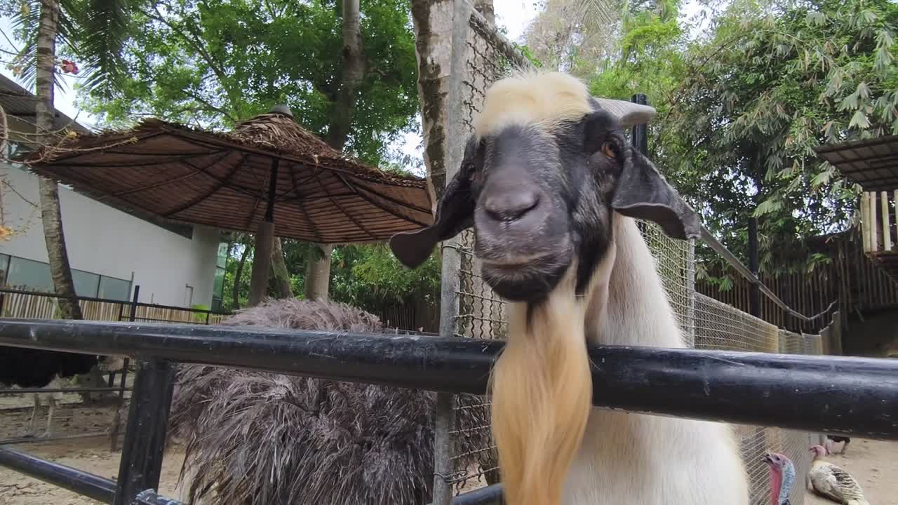 동물원 안의 염소