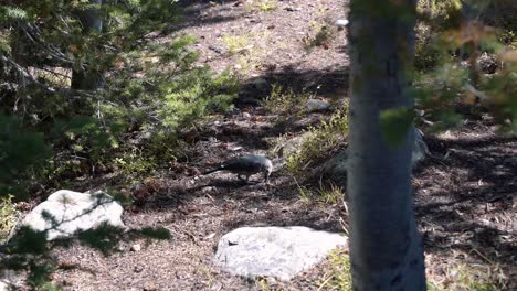 wide shot of a small bird standing on a small dirt path and trying to find some seeds or bugs to eat on a warm sunny summer day in the utah uinta national forest