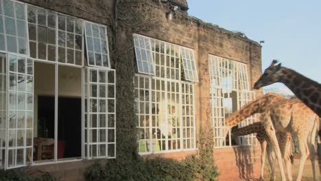 las jirafas asoman la cabeza por las ventanas de una antigua mansión en áfrica y comen de la mesa del comedor 10