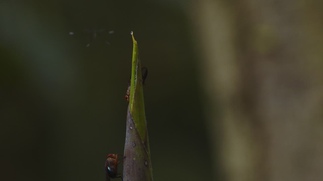 Two flies get attracted to a fresh plant shoot, drawn to its sap in Peru’s rainforest undergrowth.