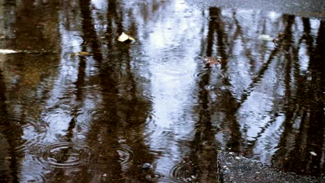 rain drops in the puddle with the trees reflections