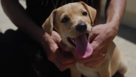 close up cute kokoni puppy, ancient greek dog and female hands on him full frame