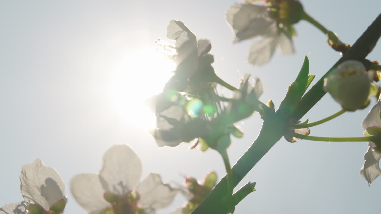 Spring Blossoms in Sunlight