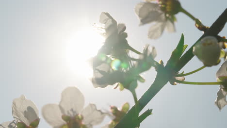 spring blossoms in sunlight