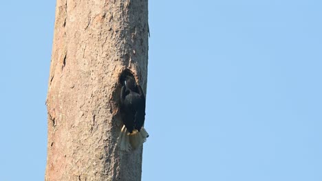 Wreathed-Hornbill,-Rhyticeros-undulatus,-Female,-Khao-Yai-National-Park,-Thailand