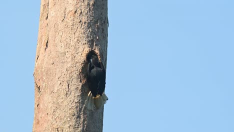 cálao coronado, rhyticeros undulatus, hembra, parque nacional khao yai, tailandia