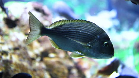 a single fish explores a vibrant coral reef.