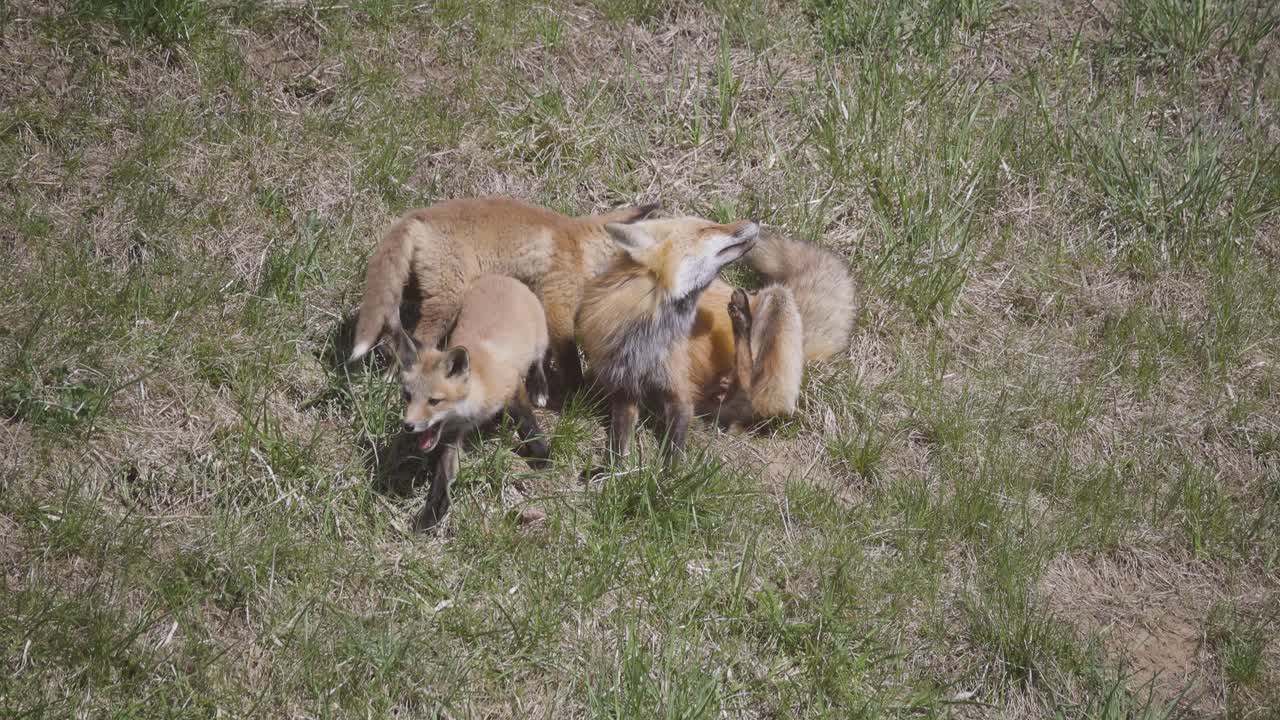 A litter of red fox kits wrestles and plays in a grassy clearing near their den