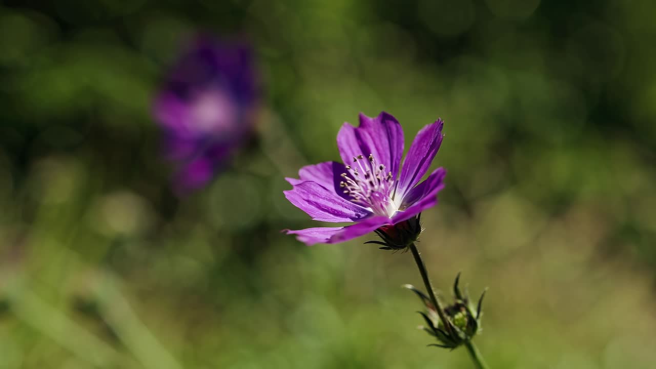 Close-up de uma flor roxa em um jardim exuberante, capturado de um ângulo baixo.