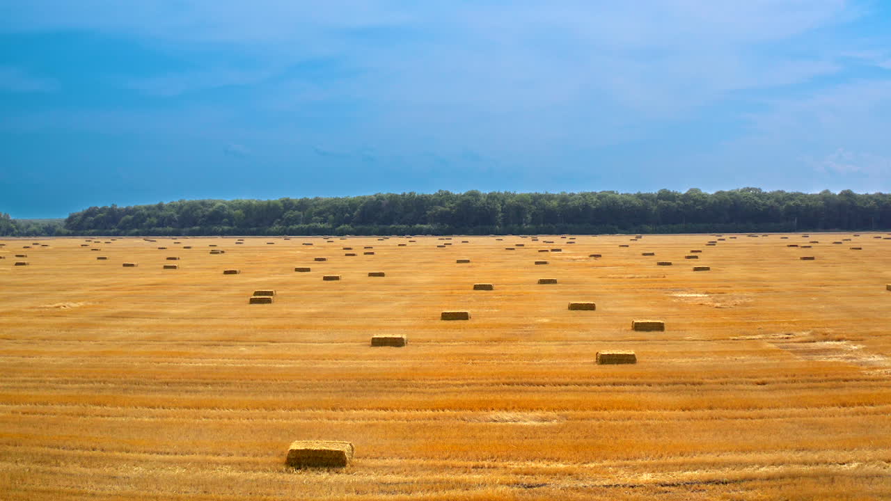 Yellow background of field with pressed bales. Panoramic view on agricultural field after harvesting crop. Straw bales stacked in farmland. Motion camera down.