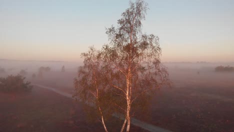 Schwenken-Sie-Vom-Boden-Aus-Eine-Luftaufnahme-Einer-Birke,-Die-Die-Breitere-Frühmorgendliche-Neblige-Landschaft-Des-Moorlandes-Dahinter-Enthüllt