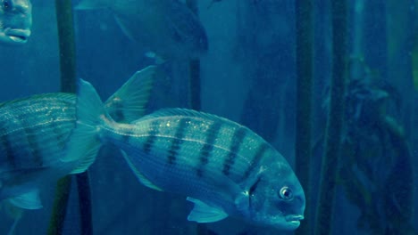 Fische-Schwimmen-In-Einem-Aquarium