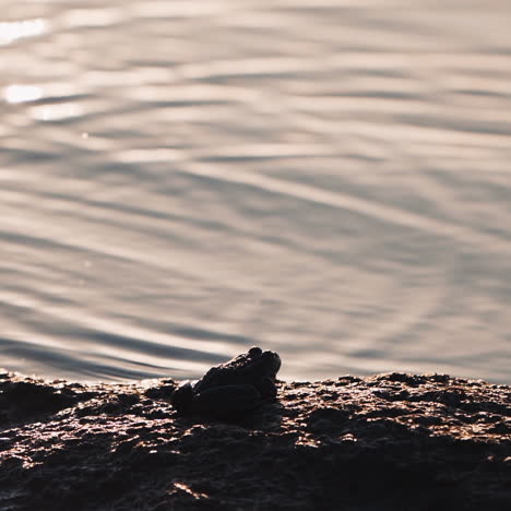 frog sitting on the stone near the pond. river water surface with slight waves. green frog in a sunny summer day.