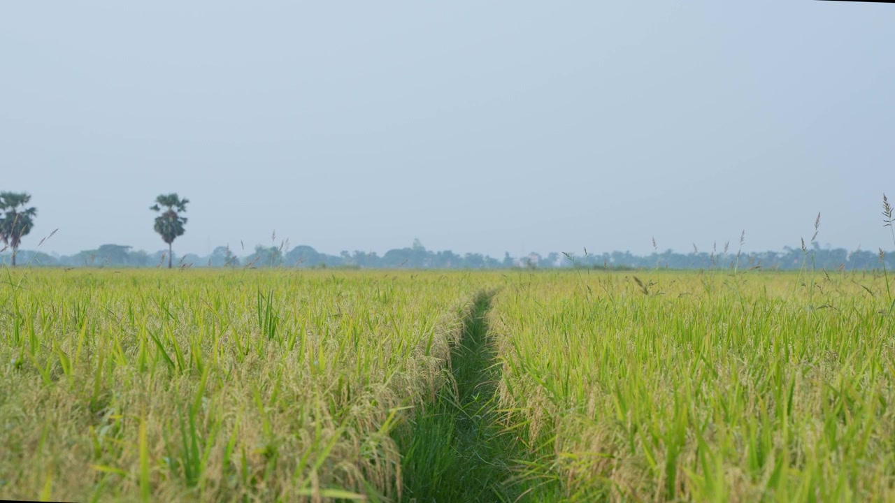 Quando il riso matura, l'intero campo agricolo diventa giallo. Ecco perché il riso è chiamato la 'coltura d'oro'