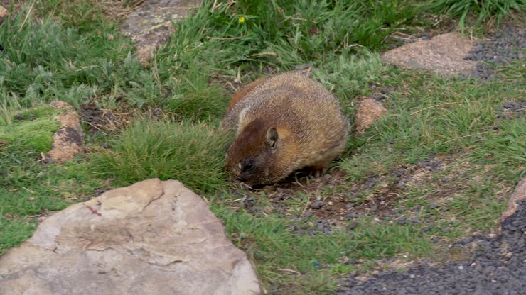 Marmotta delle Montagne Rocciose che annusa il terreno