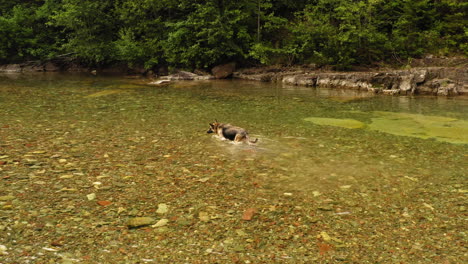 dog walking in shallow water at a forest side lake in mcdonald creek, drone tracking shot