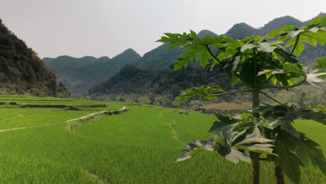 serene view of green fields and tropical mountains at pu luong nature reserve in northern vietnam. aerial wide shot