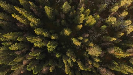 aerial view of pine forest spruce conifer treetops in åre, sweden