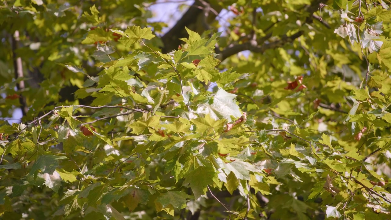 Hojas de arce en un día soleado