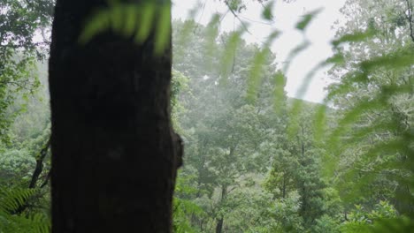 rainy forest landscape