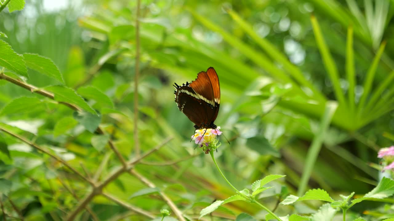 primer plano de una hermosa mariposa naranja marrón negra mientras toma néctar de una flor rosada