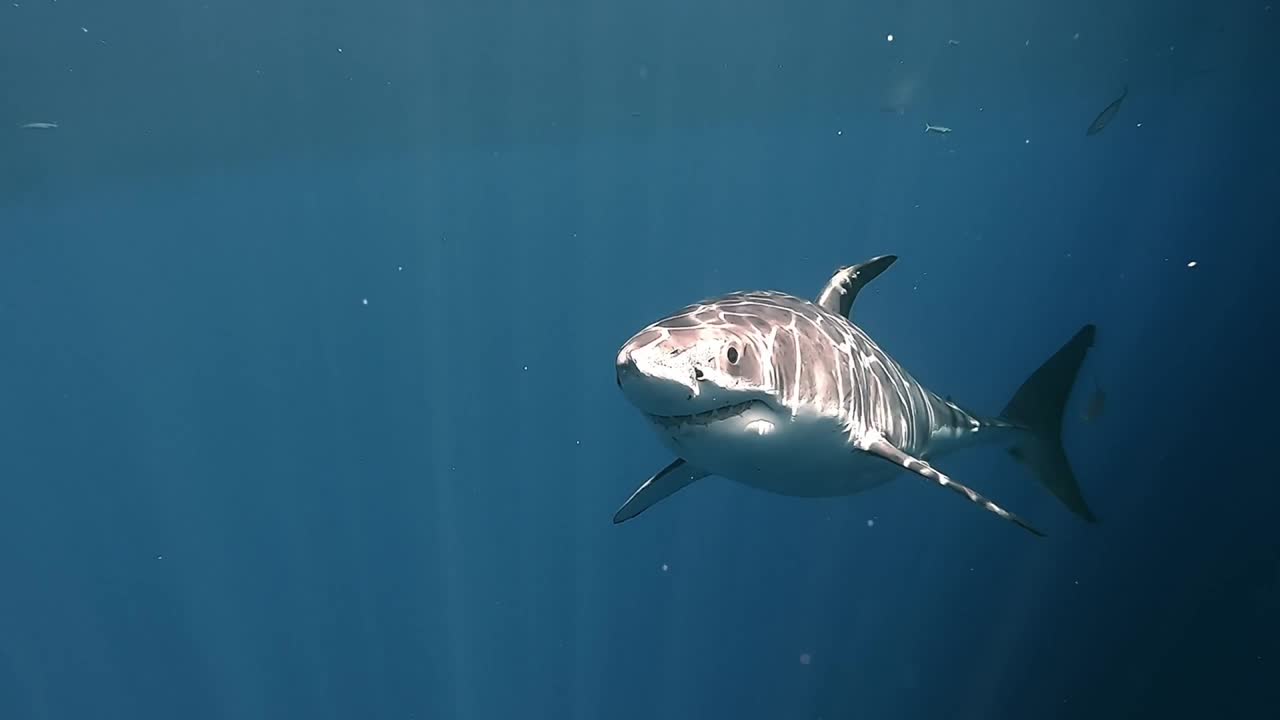 gran tiburón blanco con cicatrices aparece de la oscuridad