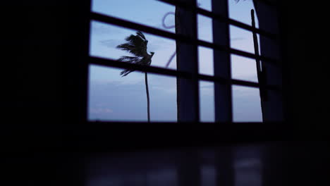 palm tree blowing in the wind outside a window looking through security bars in silhouette