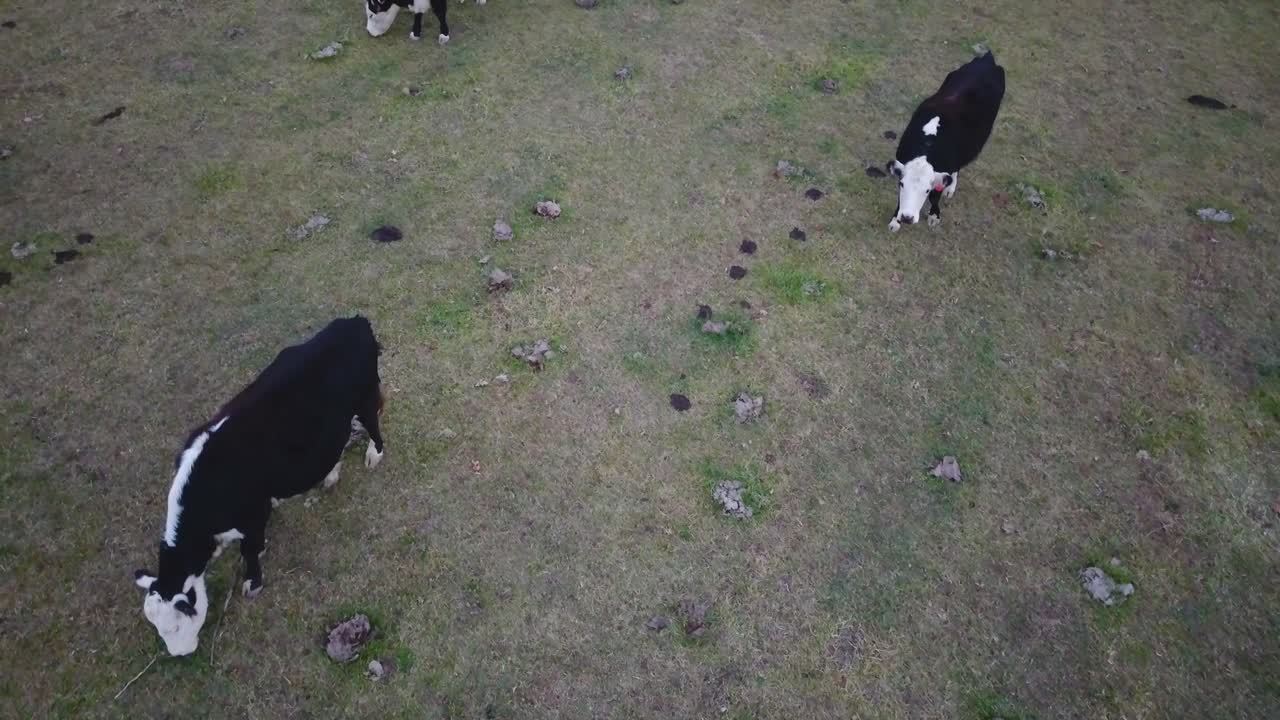 Cows grazing in a field from above