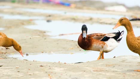 patos nativos caminando cerca del agua en bangladesh