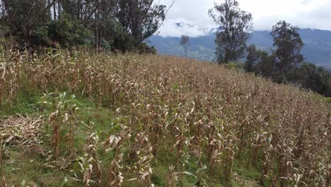 flying over farmland in boyaca, colombia