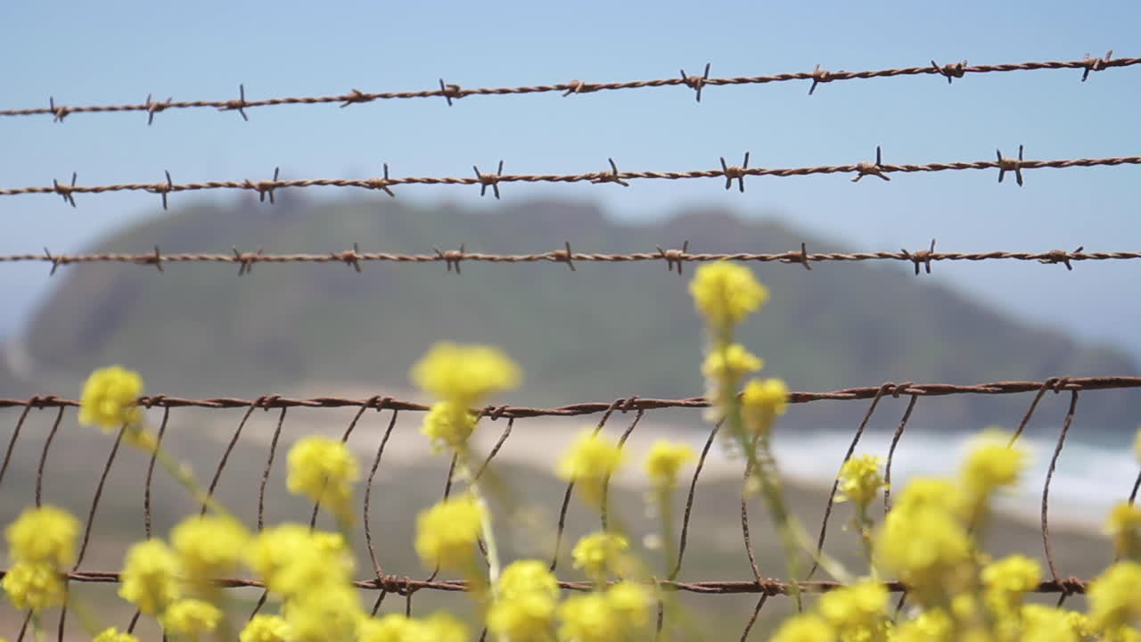 Barbed Wire and Yellow Flowers Landscape