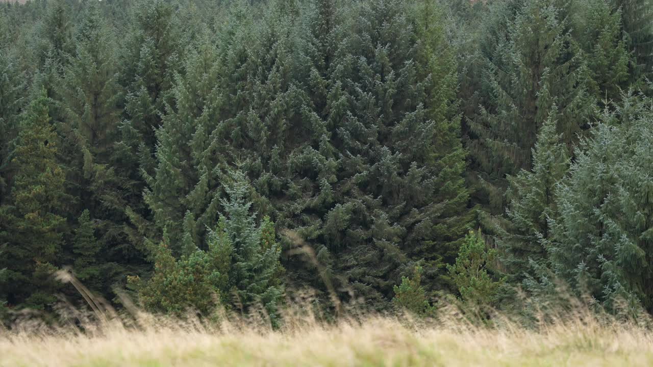 Evergreen pine forest swaying in the wind, British countryside nature scene