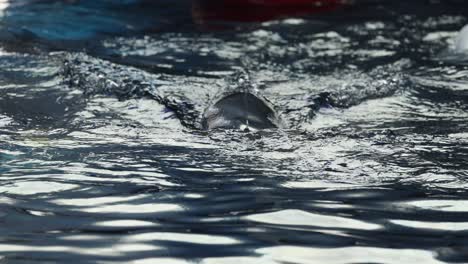 seal interacts with fish in water